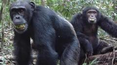 Chimps drinking a lager a day in ripe fruit, study finds