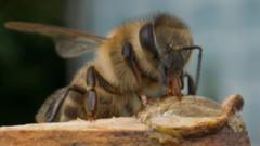 Scientists make 'superfood' that could save honeybees