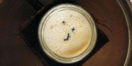 Quand la fermentation du yaourt devient une affaire de fourmis